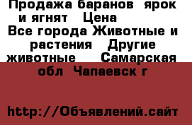 Продажа баранов, ярок и ягнят › Цена ­ 3 500 - Все города Животные и растения » Другие животные   . Самарская обл.,Чапаевск г.